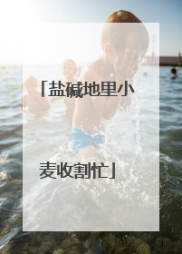 盐碱地里小麦收割忙