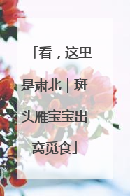 看，这里是肃北｜斑头雁宝宝出窝觅食