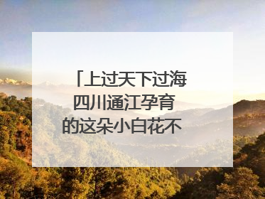 上过天下过海 四川通江孕育的这朵小白花不简单｜川陕渝网络名人巴中行