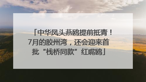 中华凤头燕鸥提前抵青！7月的胶州湾，还会迎来首批“栈桥同款”红嘴鸥