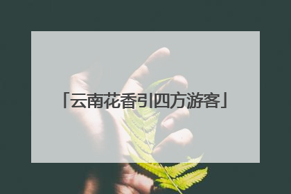 云南花香引四方游客