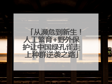 从濒危到新生！人工繁育+野外保护让中国绿孔雀走上种群逆袭之路