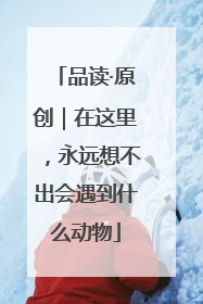 品读·原创｜在这里，永远想不出会遇到什么动物