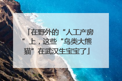 在野外的“人工产房”上，这些“鸟类大熊猫”在武汉生宝宝了