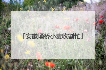 安徽埇桥小麦收割忙