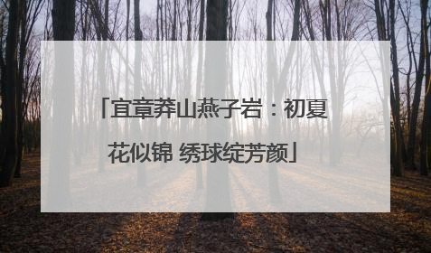 宜章莽山燕子岩：初夏花似锦 绣球绽芳颜