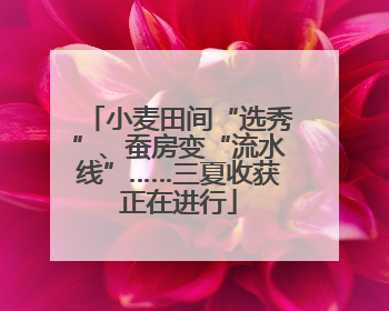 小麦田间“选秀”、蚕房变“流水线”……三夏收获正在进行