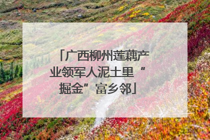 广西柳州莲藕产业领军人泥土里“掘金”富乡邻