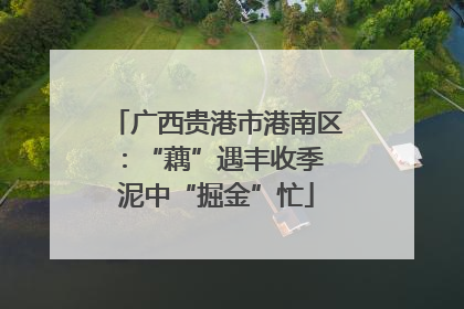 广西贵港市港南区：“藕”遇丰收季 泥中“掘金”忙