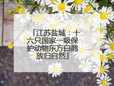 江苏盐城：十六只国家一级保护动物东方白鹳放归自然