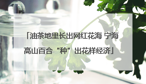 油茶地里长出网红花海 宁海高山百合“种”出花样经济