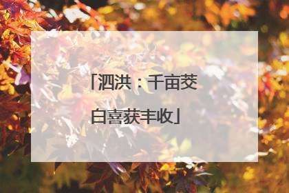 泗洪：千亩茭白喜获丰收