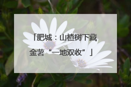 肥城：山楂树下藏金薯“一地双收”