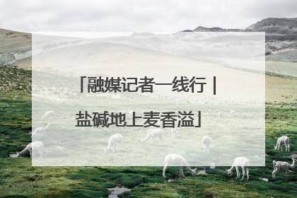 融媒记者一线行｜盐碱地上麦香溢