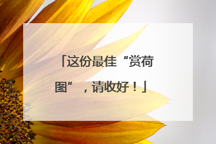 这份最佳“赏荷图”，请收好！