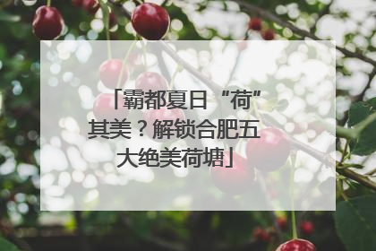 霸都夏日“荷”其美？解锁合肥五大绝美荷塘